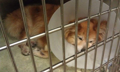 My girl sleeping. I didn't want to open the cage and wake her.