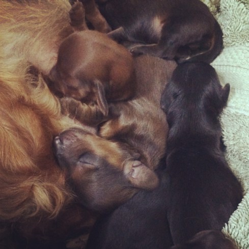 Pile o' puppies.