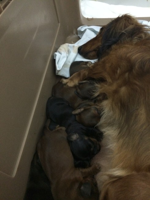 Mama and puppies
