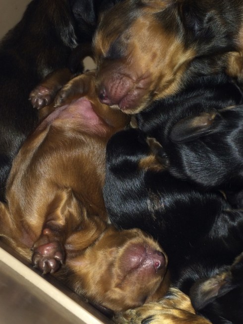 Look at the tiny paws!!