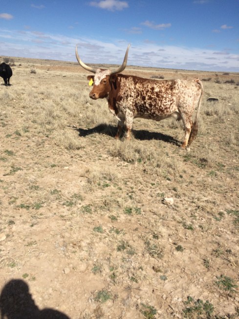Marilyn! Their only longhorn cattle.