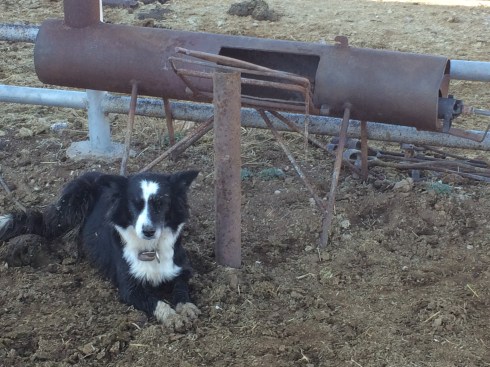 Lucy, the one-eyed border collie, resting by the branding fire.