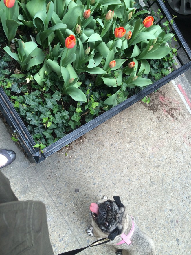 Tulip with Upper East Side tulips.