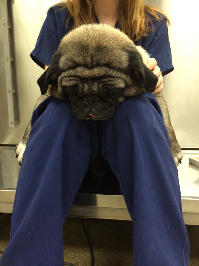 Asleep in my lap, her favorite place.